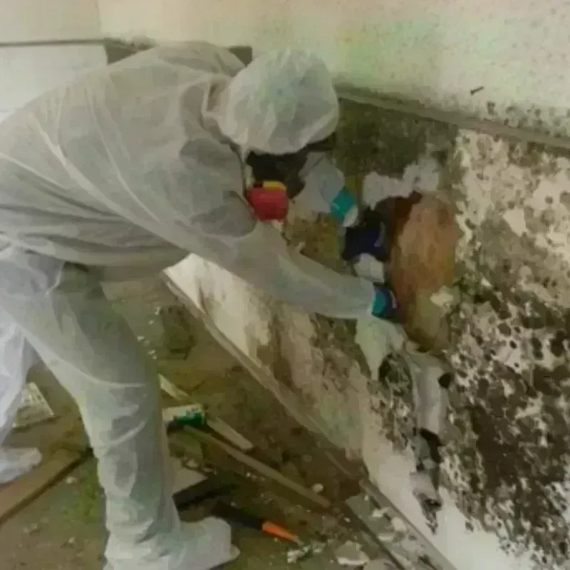 Mold Remediation and Removal in Menominee, MI